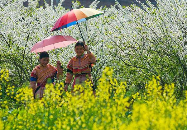 Nét xuân vùng cao Bắc Hà.                Ảnh: Phạm Ngọc Bằng
