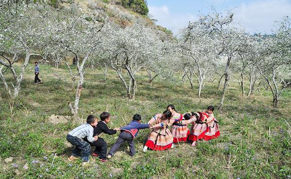 Dưới rừng mận Tam Hoa Na Hối.              Ảnh: Phạm Ngọc Bằng 