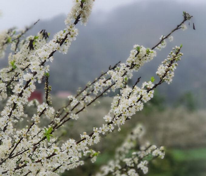 Những nhành hoa mận vươn lên trong sương sớm ở Bắc Hà, khiến ai cũng nao lòng khi thưởng ngoạn cảnh đẹp nơi đây.
