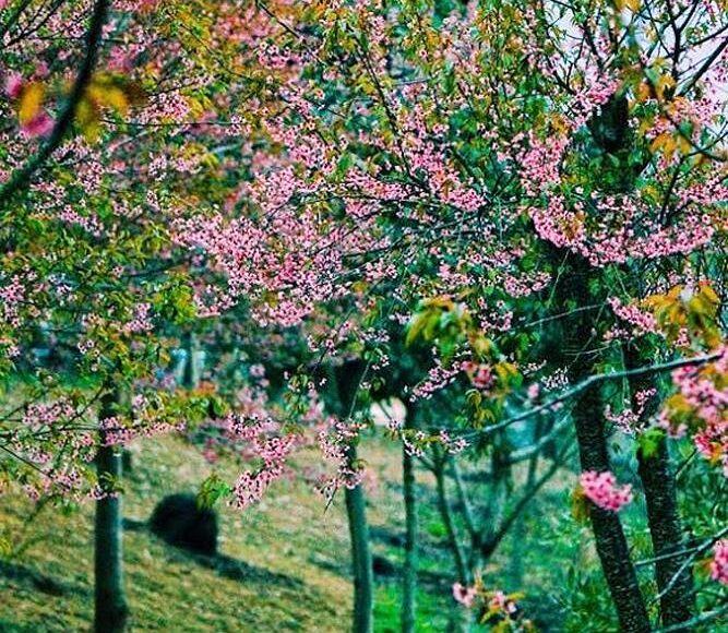 “Thập lý đào hoa” trên “cao nguyên trắng” Bắc Hà -0