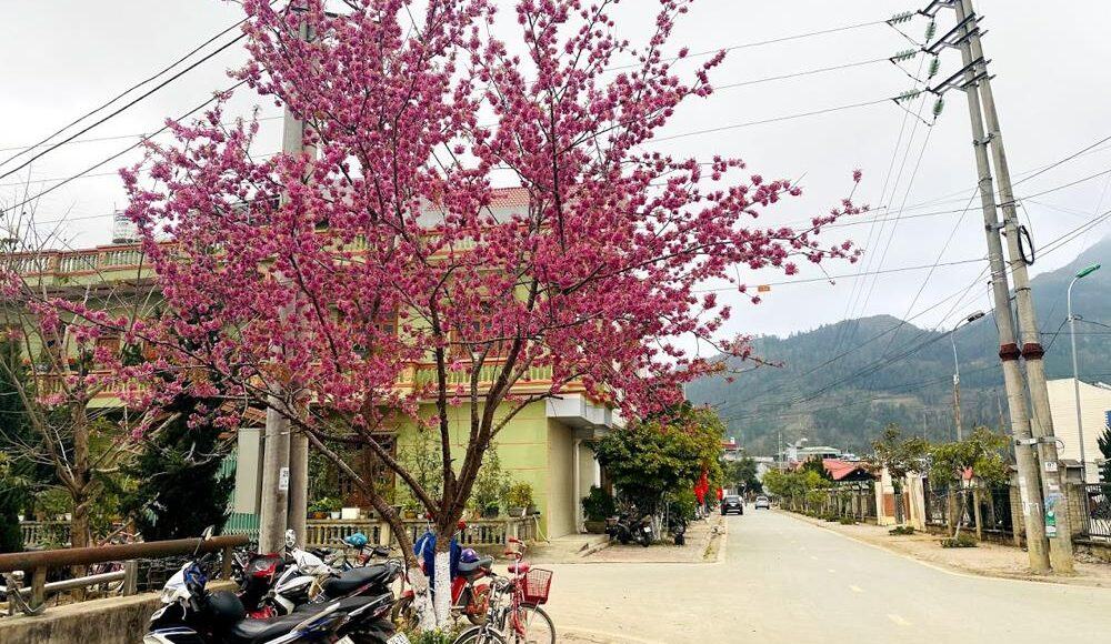 “Thập lý đào hoa” trên “cao nguyên trắng” Bắc Hà -0