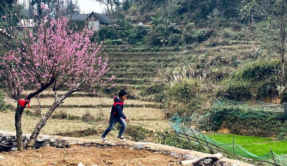 “Thập lý đào hoa” trên “cao nguyên trắng” Bắc Hà -0