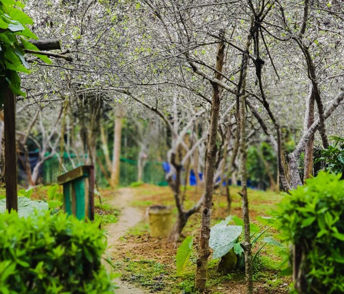Dưới sương mù, bao quanh là núi non hùng vĩ, những vườn hoa mận trắng tinh đua nhau nở rộ, giống như sức sống mãnh liệt của con người Bắc Hà. 