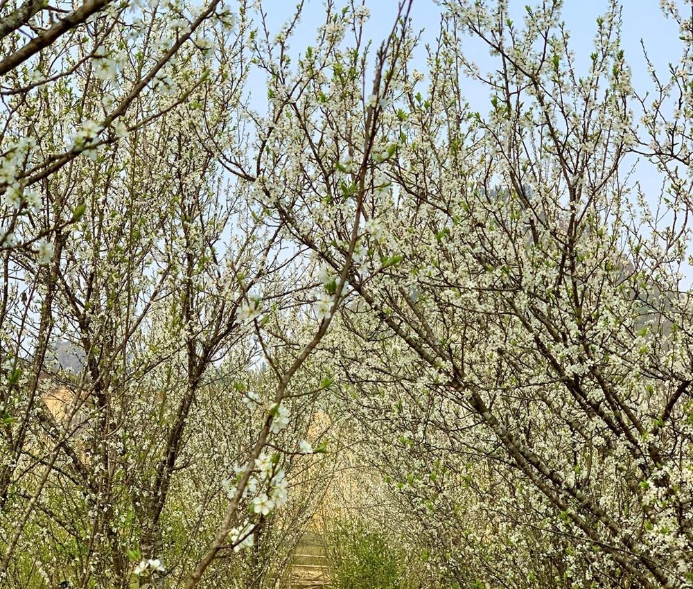 Chiêm ngưỡng vẻ đẹp của “hoa mận” trên cao nguyên Bắc Hà chiem nguong ve dep cua hoa man tren cao nguyen bac ha