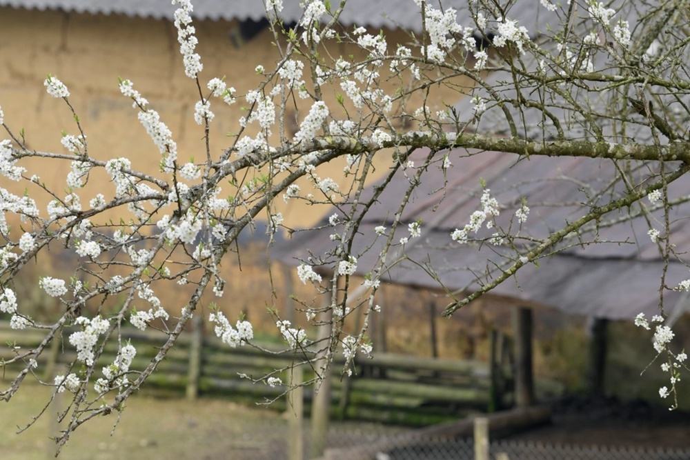 Chiêm ngưỡng vẻ đẹp của “hoa mận” trên cao nguyên Bắc Hà chiem nguong ve dep cua hoa man tren cao nguyen bac ha