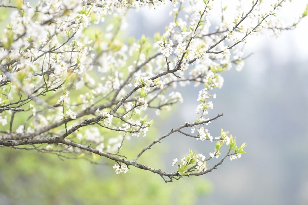 Chiêm ngưỡng vẻ đẹp của “hoa mận” trên cao nguyên Bắc Hà chiem nguong ve dep cua hoa man tren cao nguyen bac ha