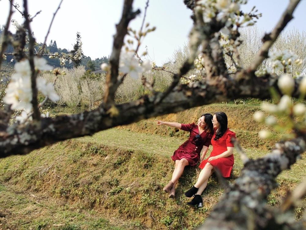 Chiêm ngưỡng vẻ đẹp của “hoa mận” trên cao nguyên Bắc Hà chiem nguong ve dep cua hoa man tren cao nguyen bac ha