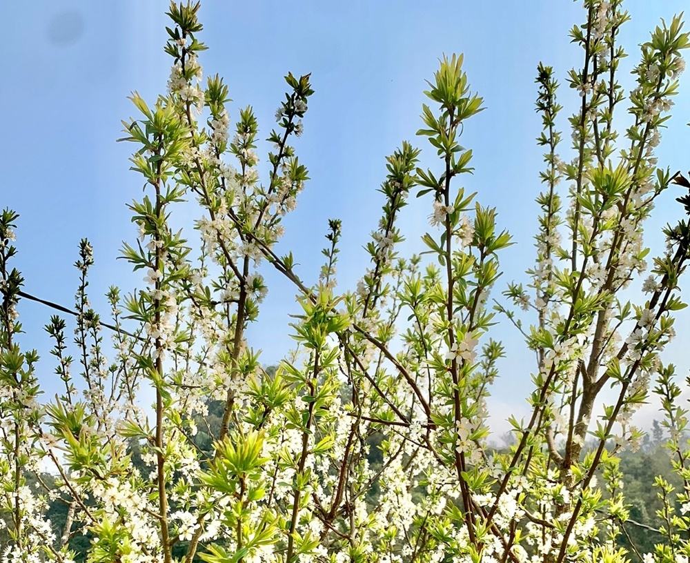 Chiêm ngưỡng vẻ đẹp của “hoa mận” trên cao nguyên Bắc Hà chiem nguong ve dep cua hoa man tren cao nguyen bac ha