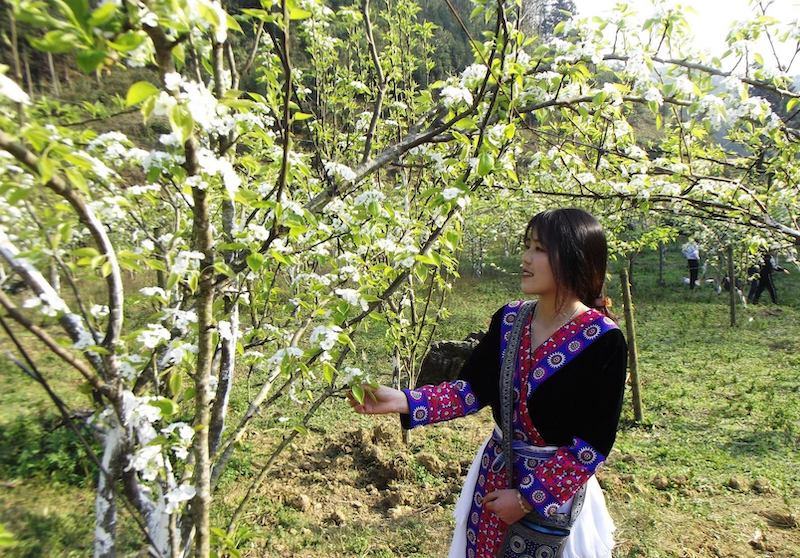 Lên Bắc Hà ngắm hoa lê trắng dịp 8-3 -0