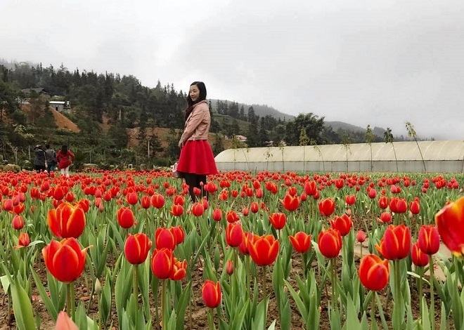 Vườn hoa tulip đẹp như châu Âu ở Lào Cai