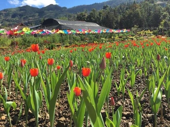 Vườn hoa tulip đẹp như châu Âu ở Lào Cai