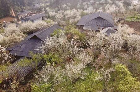 Chiêm ngưỡng vẻ đẹp của “hoa mận” trên cao nguyên Bắc Hà chiem nguong ve dep cua hoa man tren cao nguyen bac ha