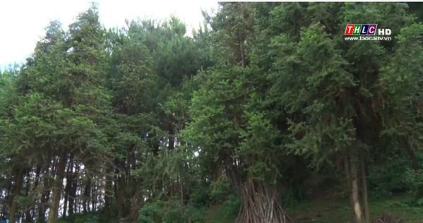 Nhiều hộ trồng rừng ở Bắc Hà có thu nhập cao từ cây thông Mã Vĩ