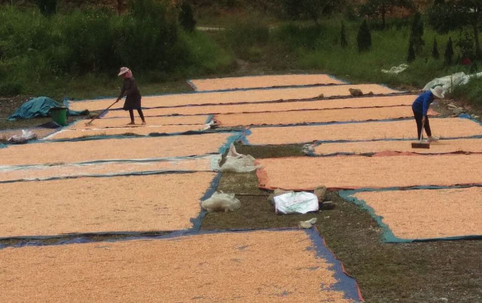 Lào Cai: Vùng cao Bắc Hà trúng mùa 2 loại hạt vàng, nhiều người không còn phải sang Trung Quốc làm thuê - Ảnh 7.
