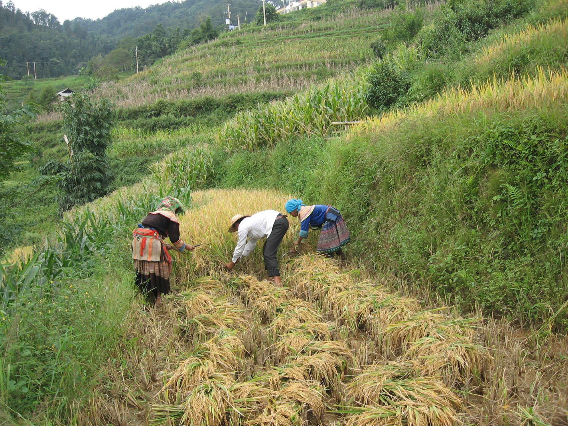 Lào Cai: Vùng cao Bắc Hà trúng mùa 2 loại hạt vàng, nhiều người không còn phải sang Trung Quốc làm thuê - Ảnh 1.