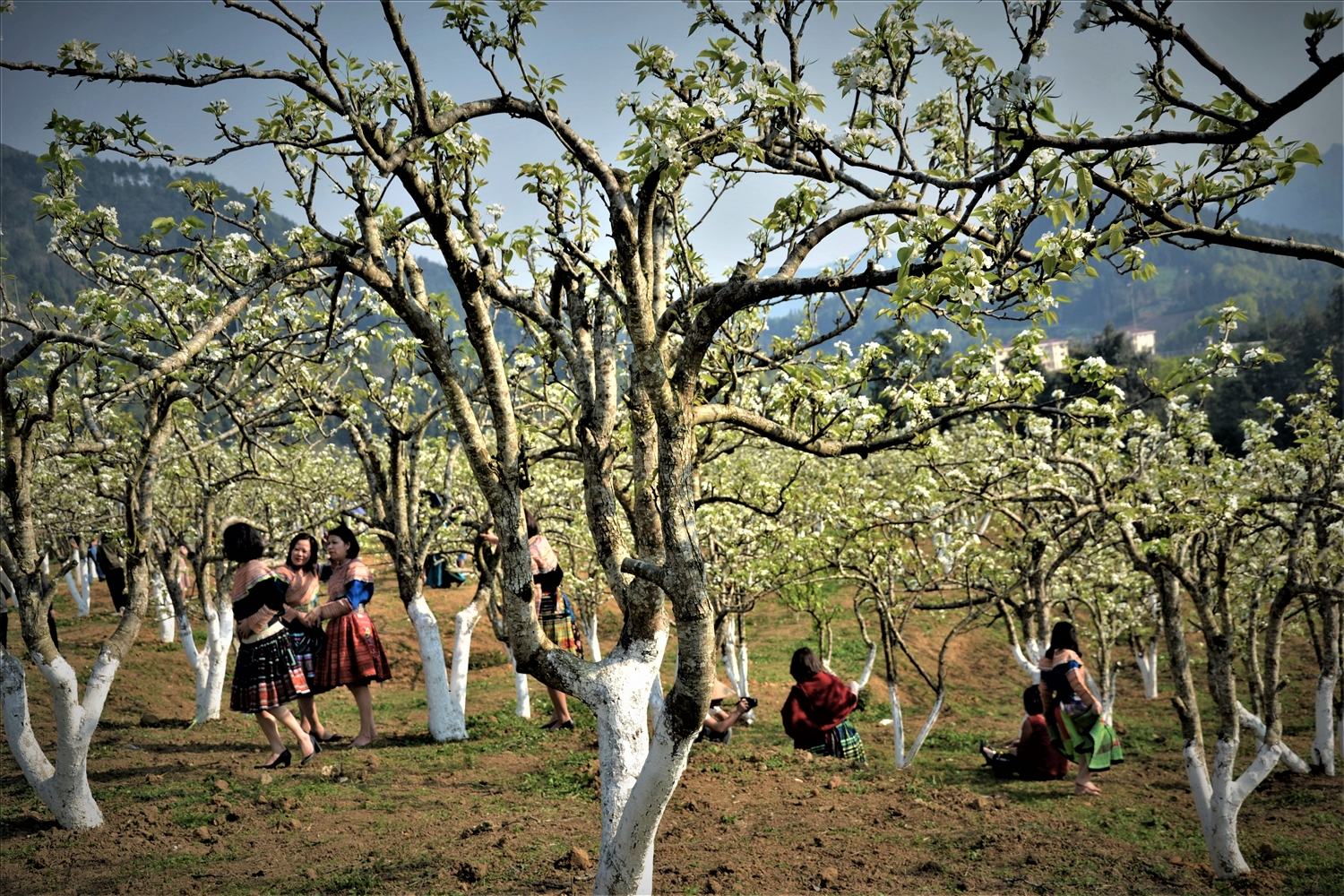 Mùa Xuân trên cao nguyên trắng Bắc Hà đẹp say lòng lữ khách