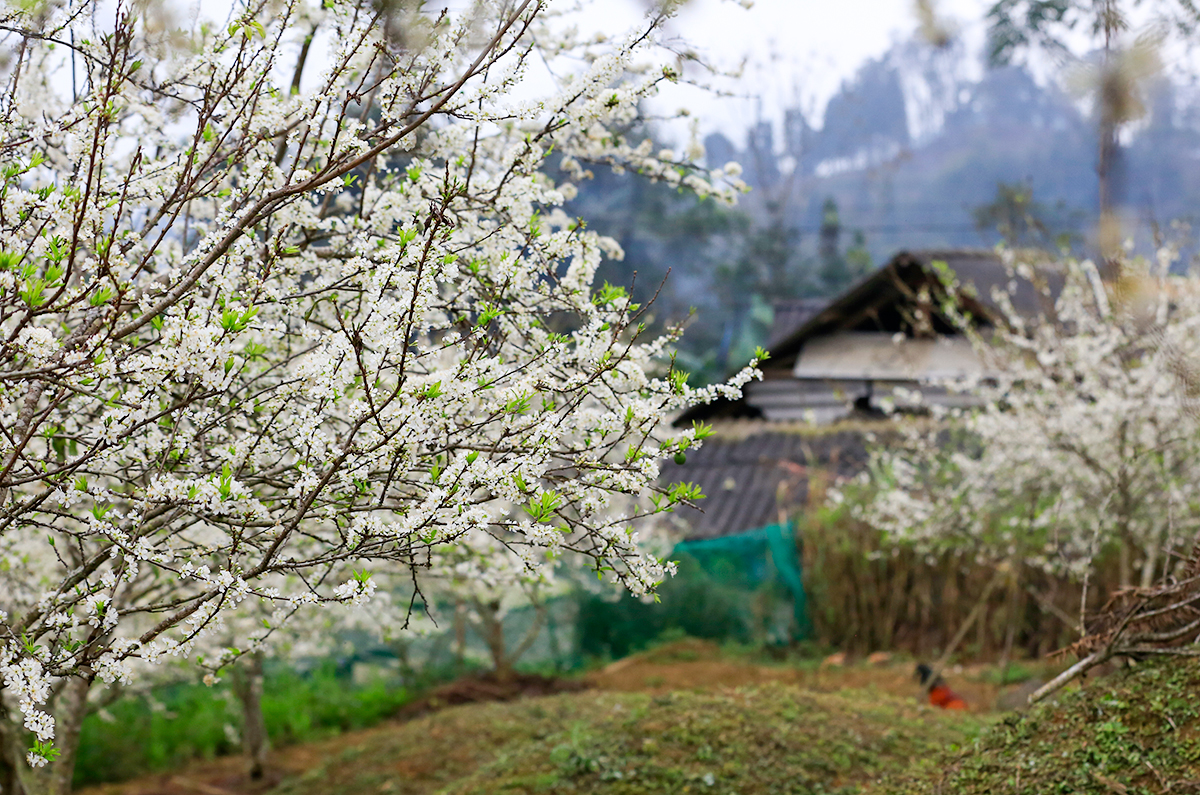 Bắc Hà mùa hoa mận - 3
