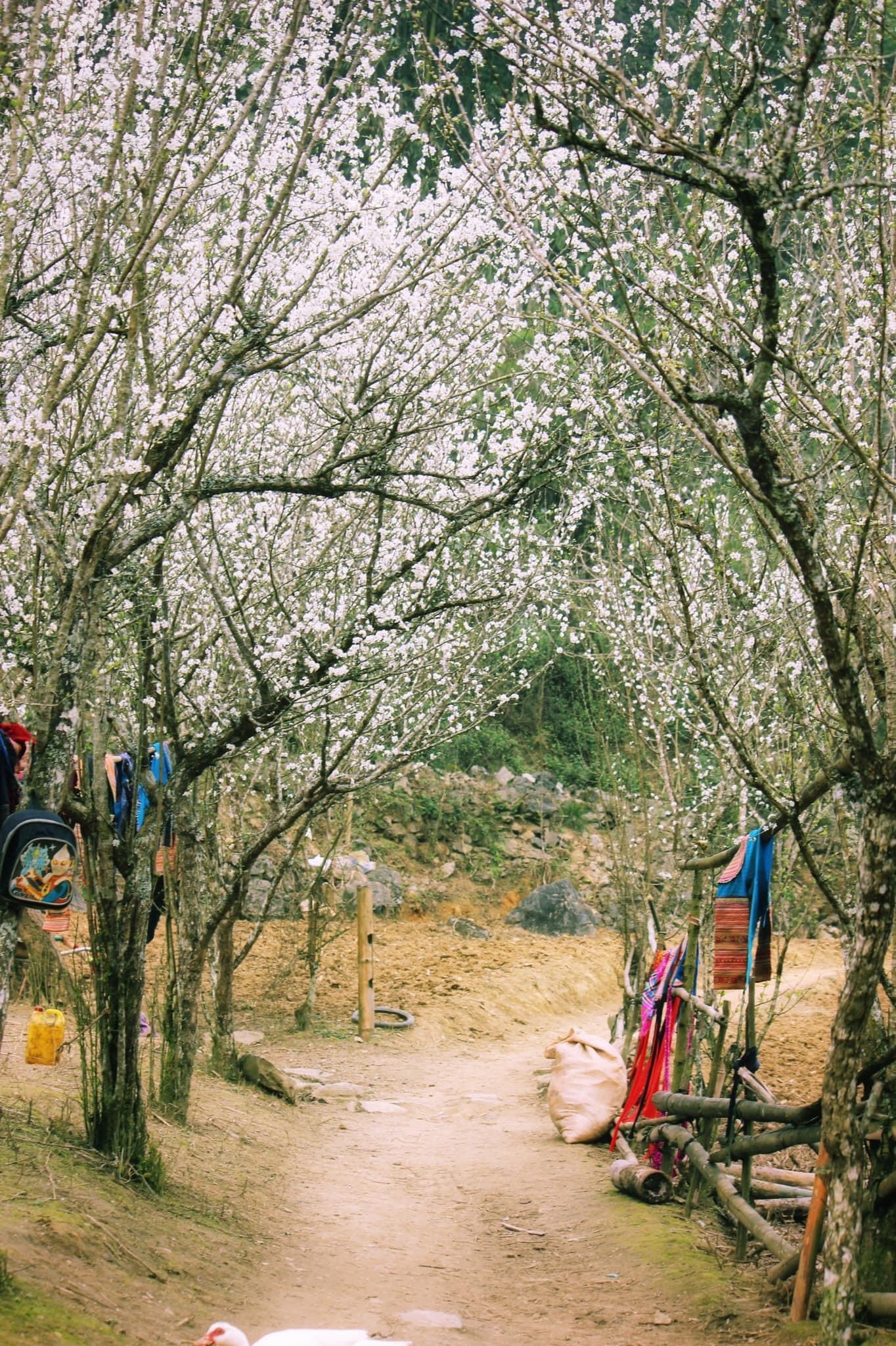 Bắc Hà mùa hoa mận - 4