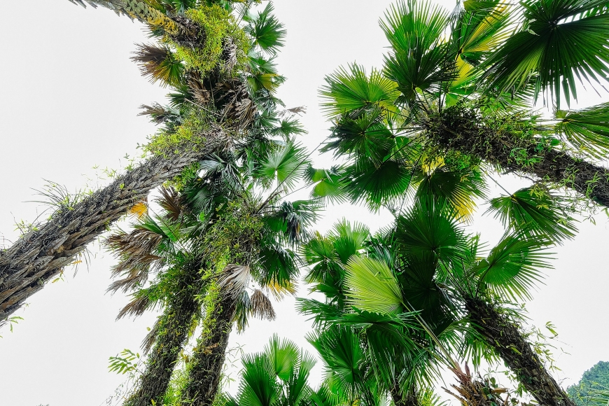 Bản Liền (Bắc Hà) Bức tranh thiên nhiên hùng vĩ, trù phú Bản Liền (Bắc Hà) Bức tranh thiên nhiên hùng vĩ, trù phú