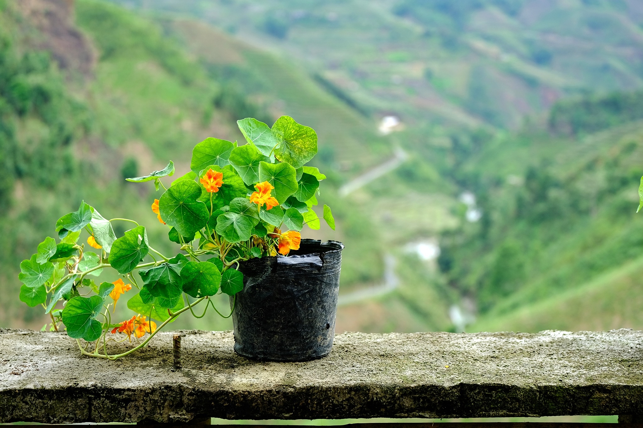 Bản Liền (Bắc Hà) Bức tranh thiên nhiên hùng vĩ, trù phú Bản Liền (Bắc Hà) Bức tranh thiên nhiên hùng vĩ, trù phú