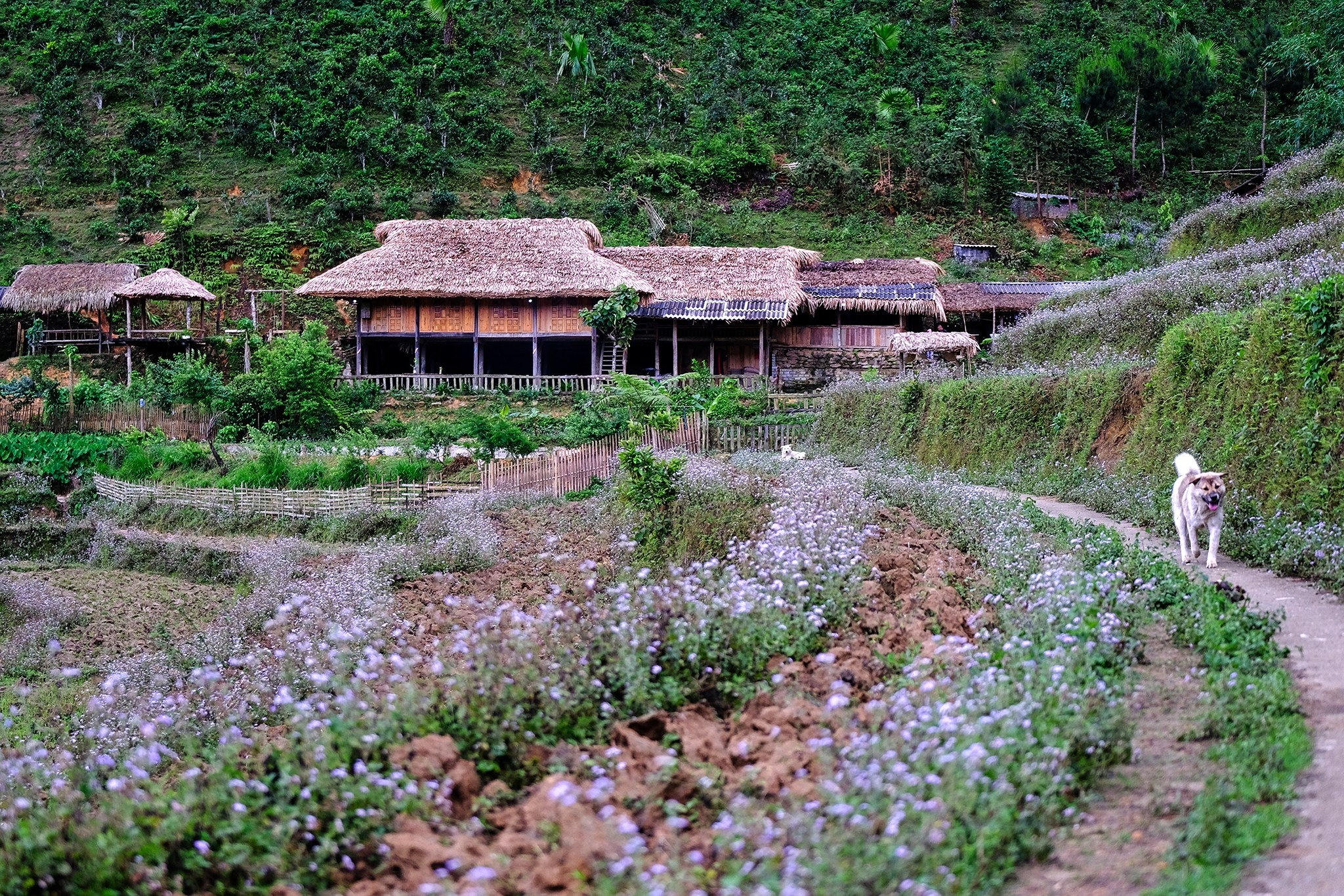 Bản Liền (Bắc Hà) Bức tranh thiên nhiên hùng vĩ, trù phú Bản Liền (Bắc Hà) Bức tranh thiên nhiên hùng vĩ, trù phú