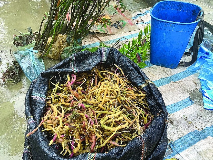 Mang cả mùa xuân Bắc Hà về xuôi Mang cả mùa xuân Bắc Hà về xuôi