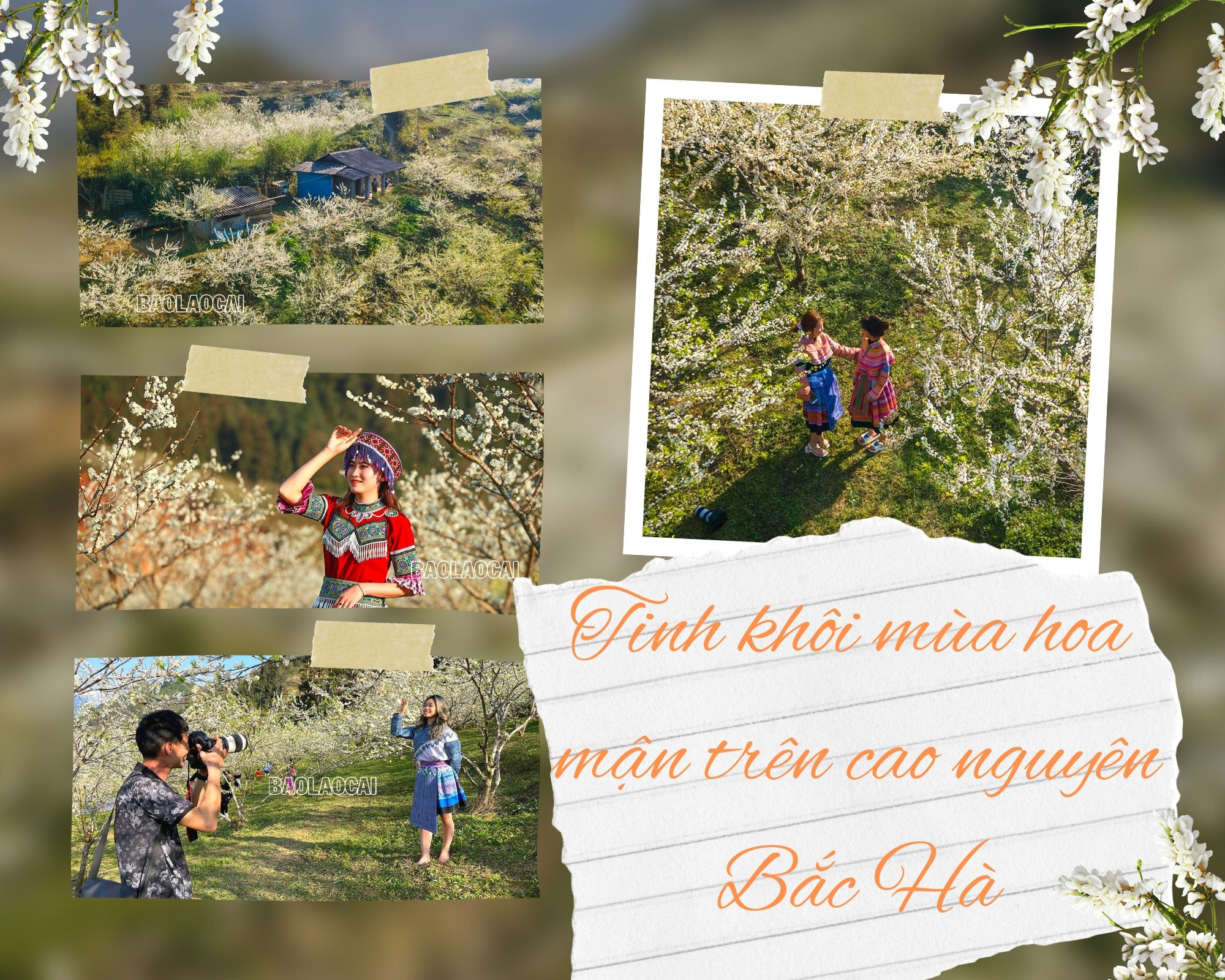 Tinh khôi mùa hoa mận trên cao nguyên Bắc Hà Tinh khôi mùa hoa mận trên cao nguyên Bắc Hà