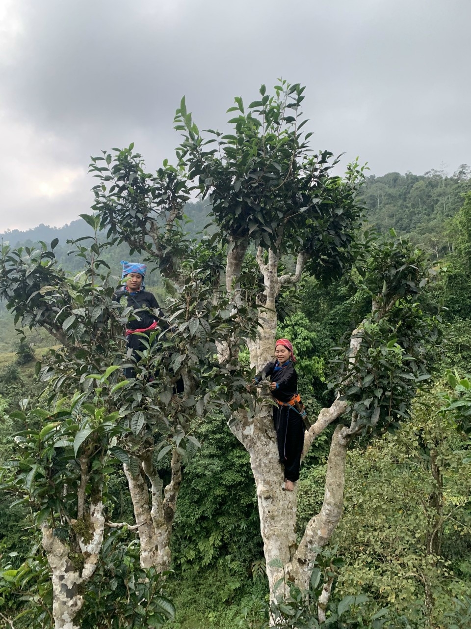 Bản Liền (Bắc Hà) Bức tranh thiên nhiên hùng vĩ, trù phú Bản Liền (Bắc Hà) Bức tranh thiên nhiên hùng vĩ, trù phú