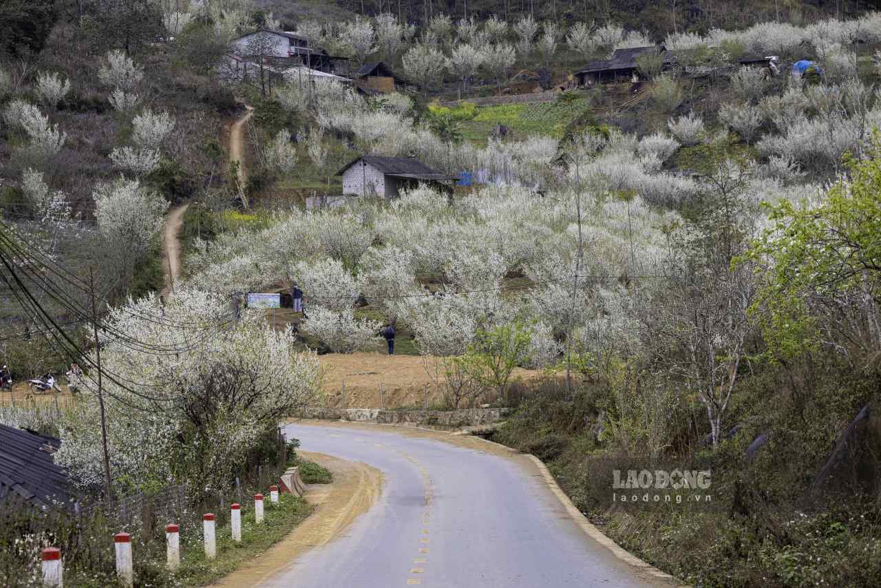 Hoa mận nở trắng dọc đường vào xã