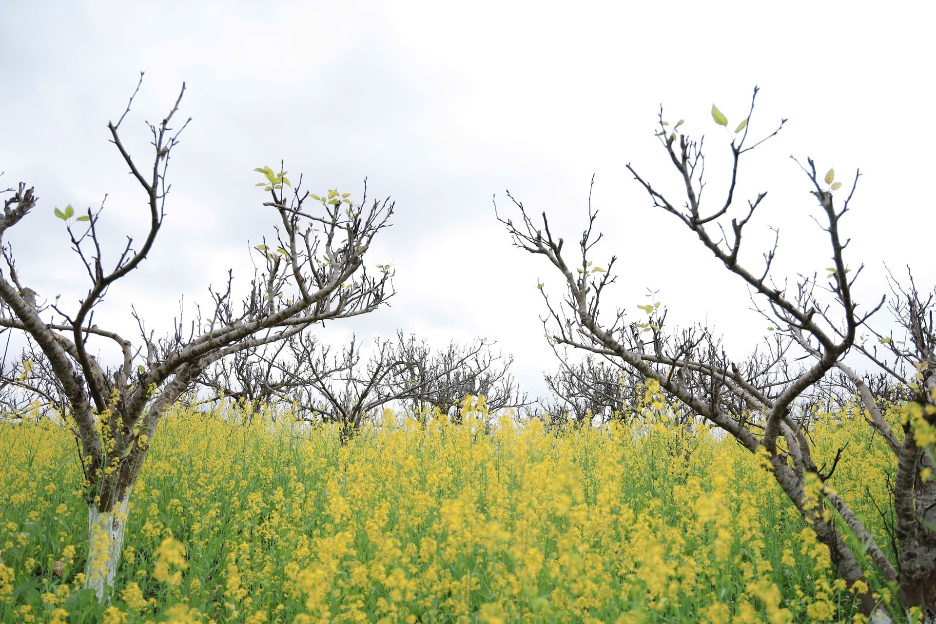 Cùng với hoa mận, hoa lê, hoa cải vàng ở Bắc Hà thường nở rộ vào đầu xuân, tạo nên những thảm vàng rực rỡ.