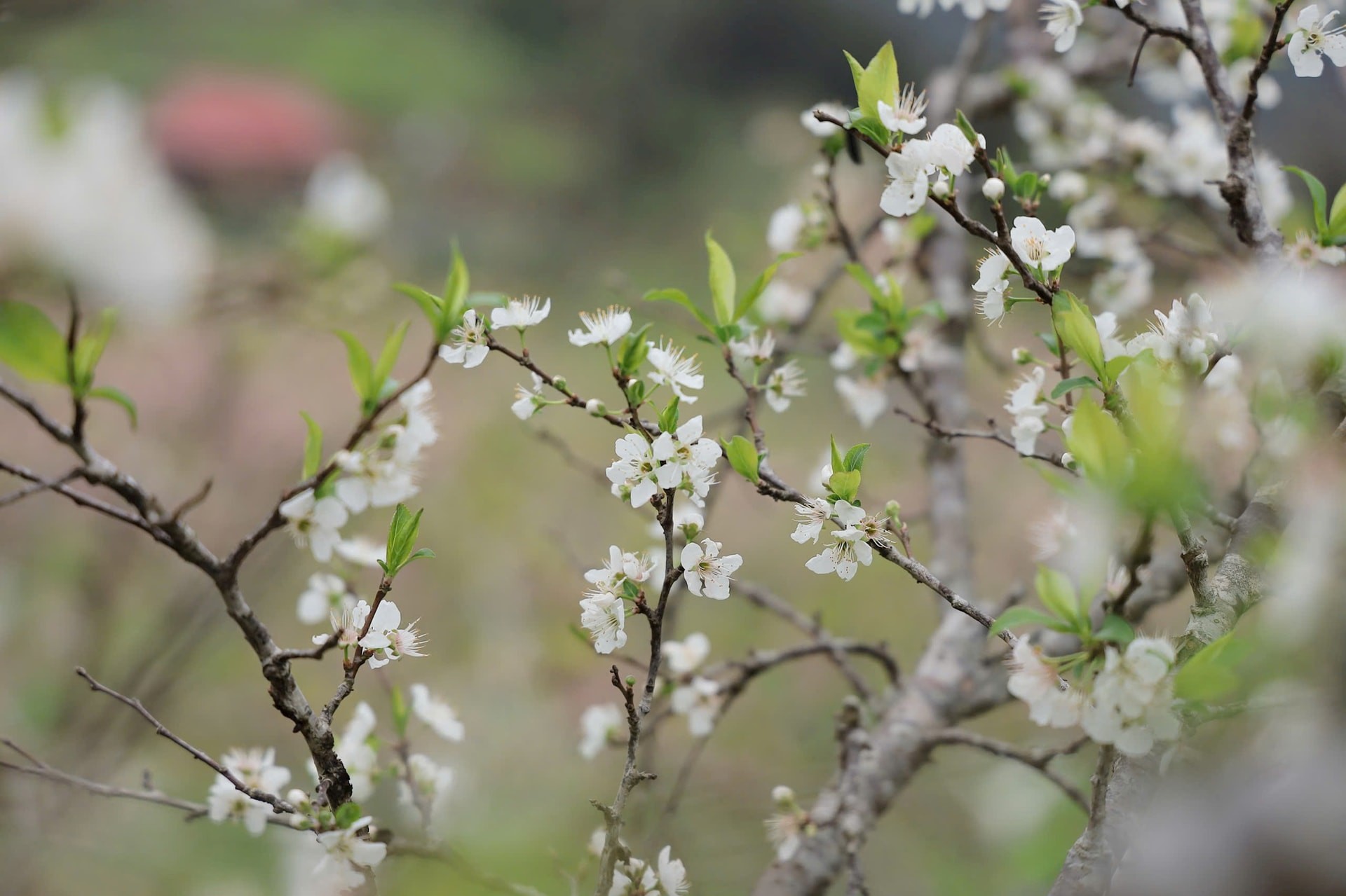 Đặc biệt, mùa xuân ở Bắc Hà còn là những mùa hoa nối tiếp mùa hoa. Hiếm có nơi nào ở vùng miền núi phía Bắc lại có đến tận 2 mùa hoa mận như Bắc Hà, khi những vườn mận Tam Hoa đã đâm chồi, hoa đã tàn thì các vườn mận Tả Van lại bung nở tạo thành mỹ danh Cao nguyên Trắng.