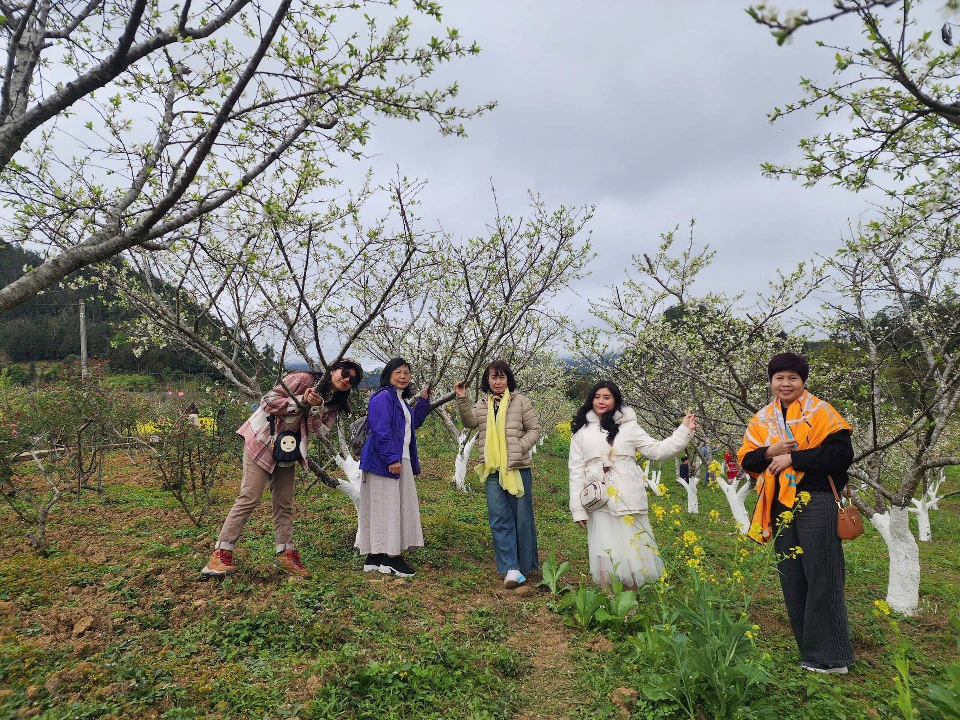 Xuân về trên cao nguyên trắng Bắc Hà ảnh 3