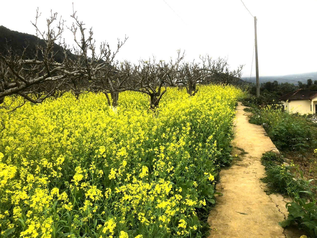 Trung tâm bảo tồn rau và hoa Bắc Hà trồng đủ các loài hoa của vùng Tây Bắc, đua nhau nở rộ. Du khách “lạc lối” trong sắc hoa xuân cao nguyên trắng Bắc Hà
