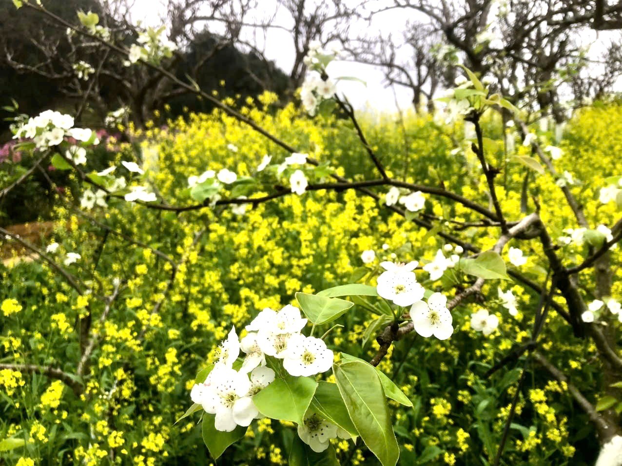 Sắc hoa lê trắng muốt xen lẫn trong những luống cải vàng rực. Sắc hoa lê trắng muốt xen lẫn trong những luống cải vàng rực.