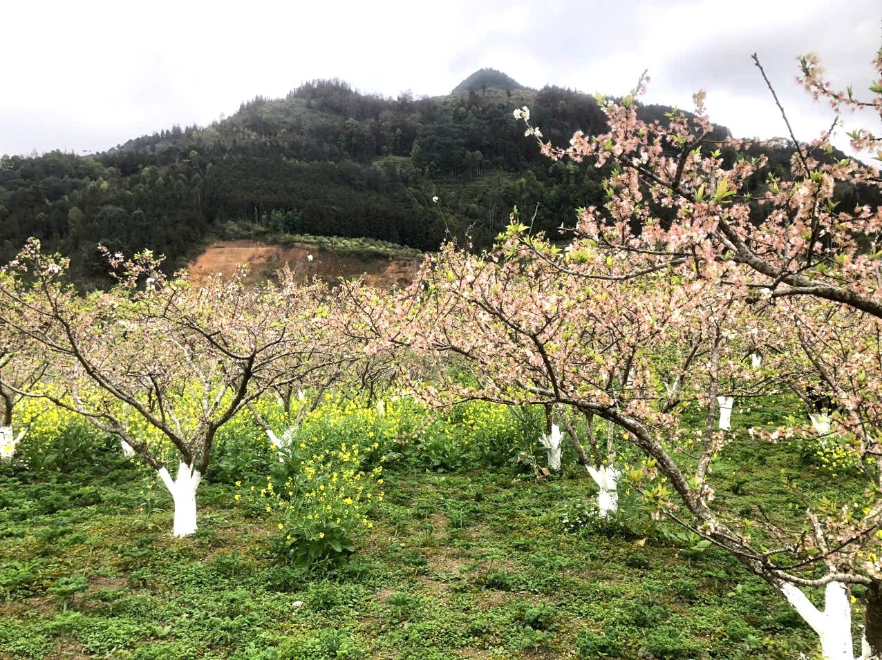 Trung tâm bảo tồn rau và hoa Bắc Hà cũng là nơi nhân giống và phân phối đa dạng giống hoa đẹp, đa sắc màu đi cả nước. Trung tâm bảo tồn rau và hoa Bắc Hà cũng là nơi nhân giống và phân phối đa dạng giống hoa đẹp, đa sắc màu đi cả nước.