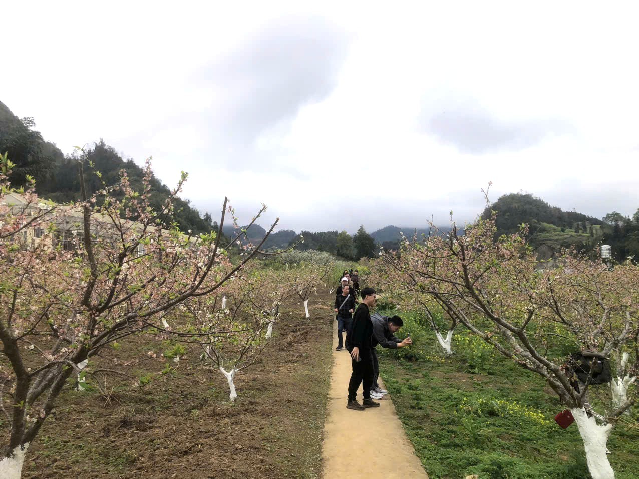 Nếu lên Bắc Hà, du khách đừng bỏ lỡ cơ hội vào nghỉ chân tại homestay và thung lũng hoa để được đắm chìm trong vườn hoa đầy màu sắc và thưởng thức những món ăn địa phương. Nếu lên Bắc Hà, du khách đừng bỏ lỡ cơ hội vào nghỉ chân tại homestay và thung lũng hoa để được đắm chìm trong vườn hoa đầy màu sắc và thưởng thức những món ăn địa phương.