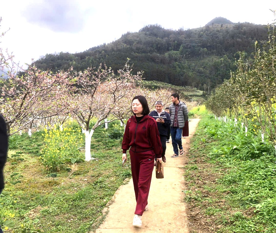 Cảnh sắc Bắc Hà rực rỡ với mùa hoa anh đào, mận trắng, cải vàng… Cảnh sắc Bắc Hà rực rỡ với mùa hoa anh đào, mận trắng, cải vàng…