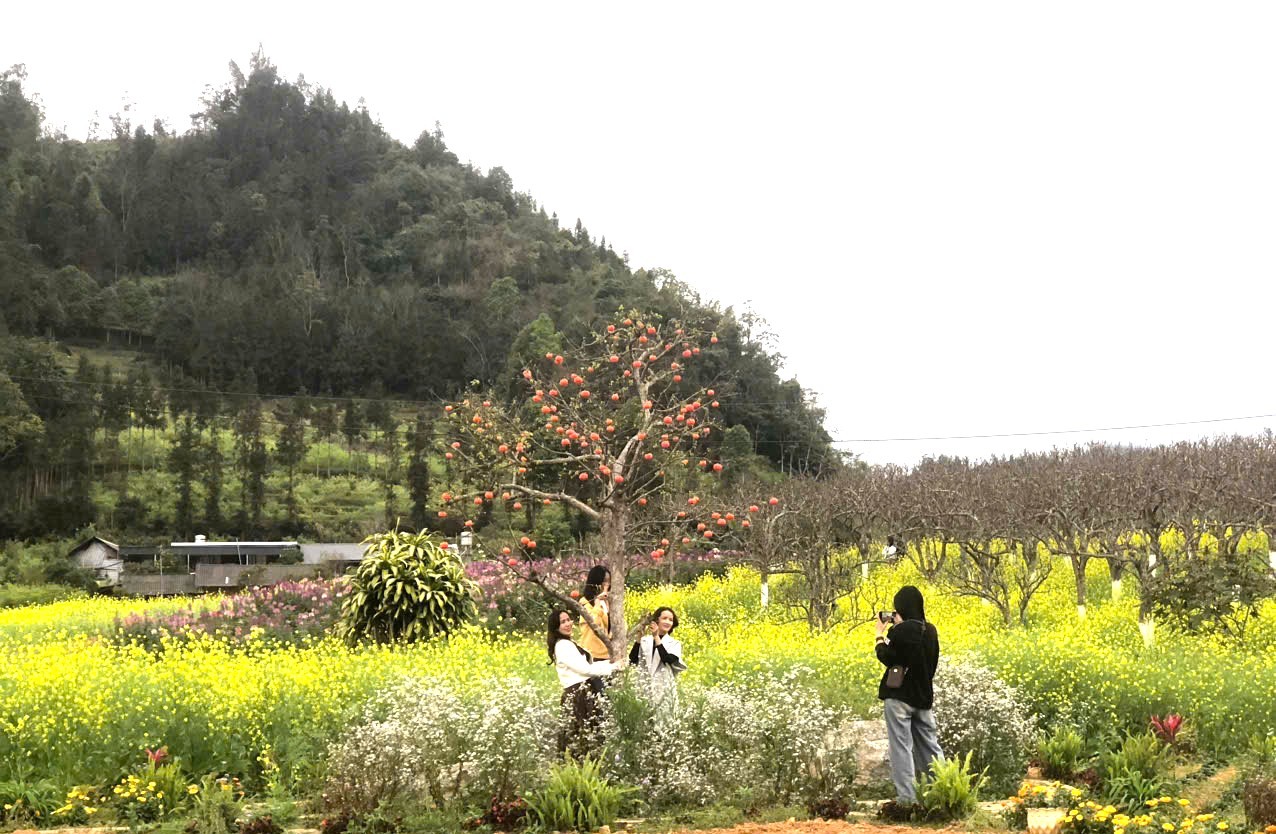 Du khách check-in vườn hoa cải vàng trồng xen trong những gốc lê, gốc hồng cổ thụ. Du khách check-in vườn hoa cải vàng trồng xen trong những gốc lê, gốc hồng cổ thụ.