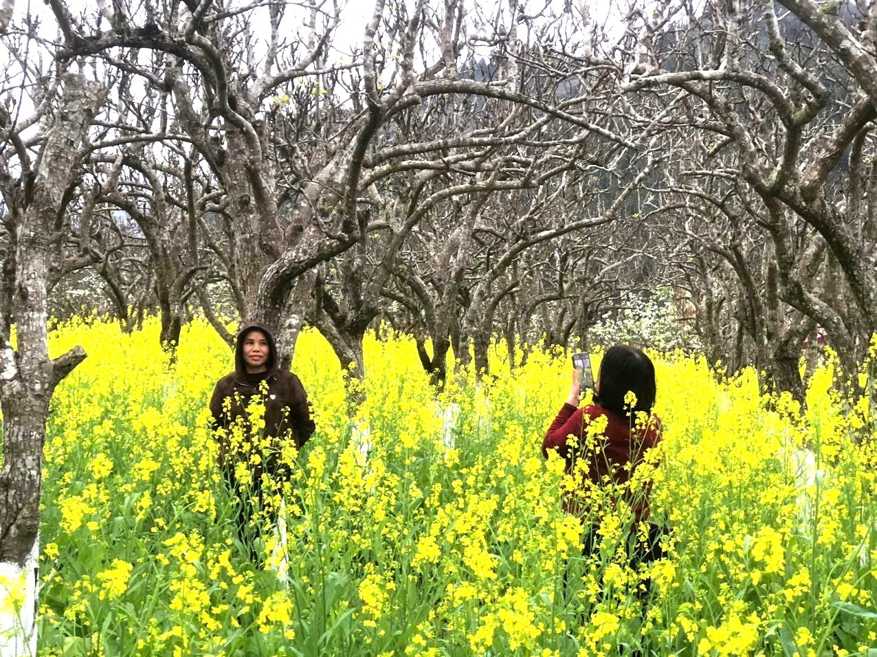 Đến với thung lũng hoa Bắc Hà, bạn sẽ được khám phá hàng trăm gốc hoa khoe sắc rực rỡ. Nổi bật trong số đó là những loài hoa mang đậm nét đặc trưng của Tây Bắc như: Hoa lê, hoa mận, hoa đào… Đến với thung lũng hoa Bắc Hà, bạn sẽ được khám phá hàng trăm gốc hoa khoe sắc rực rỡ. Nổi bật trong số đó là những loài hoa mang đậm nét đặc trưng của Tây Bắc như: Hoa lê, hoa mận, hoa đào…