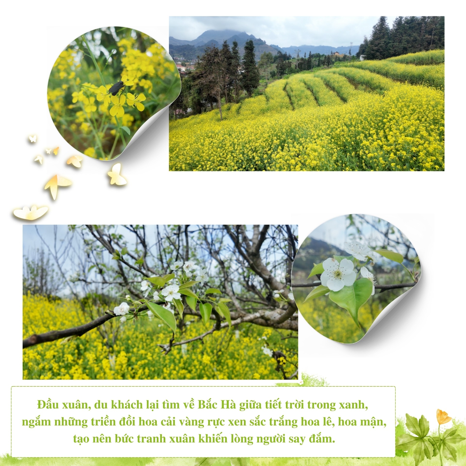 Mùa xuân đánh thức những đồi hoa Mùa xuân đánh thức những đồi hoa